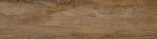 Nebraska Oak 20 mm