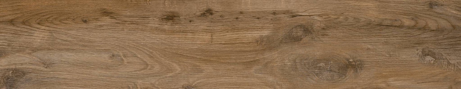 Nebraska Oak